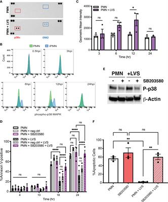 Neutrophil Survival Signaling During Francisella tularensis Infection